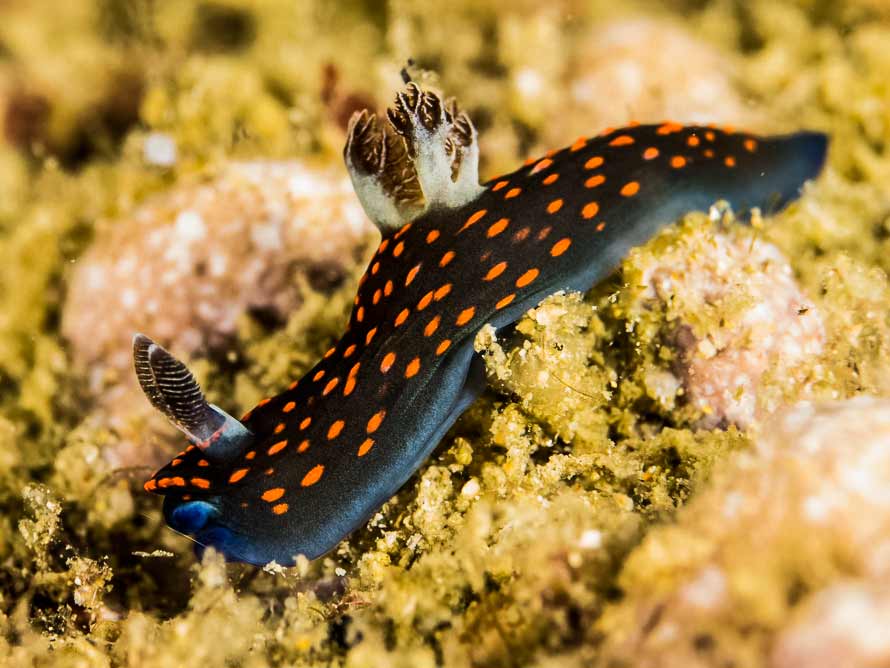 Nembrotha sp. 1